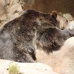 Grizzly Bear (Ursus arctos horribilis)