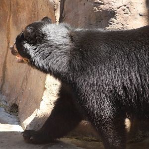 Andean Bear (Tremarctos ornatus)