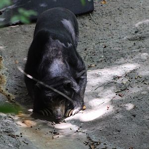 Marcella the Bornean Sun Bear (H. m. euryspilus