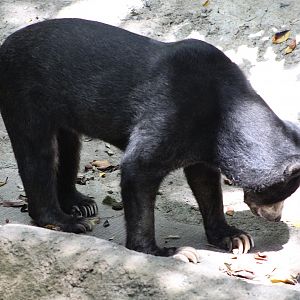 Marcella the Bornean Sun Bear (H. m. euryspilus)