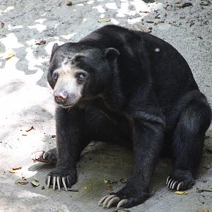 Marcella the Bornean Sun Bear (H. m. euryspilus)