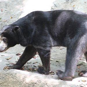 Marcella the Bornean Sun Bear (H. m. euryspilus)