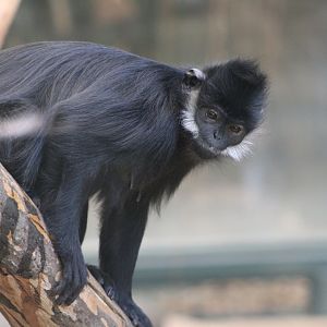 Francois Langur (Trachypithecus francoisi)