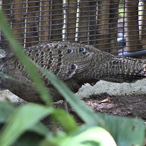 Grey Peacock-Pheasant (Polyplectron bicalcaratum)