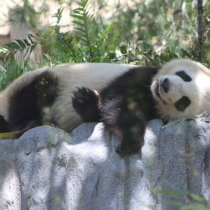 Giant Panda (Ailuropoda melanoleuca)