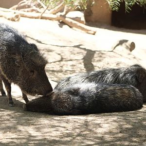 Chacoan Peccaries (Catagonus wagneri)