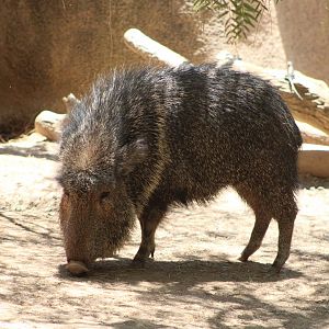 Chacoan Peccary (Catagonus wagneri)