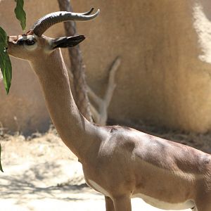 Southern Gerenuk (L. w. walleri)