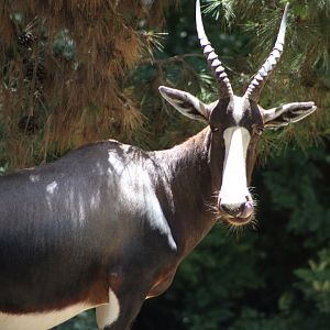 Bontebok (D. p. pygargus)
