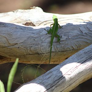 (Wild) Green Anole (Anolis carolinensis)