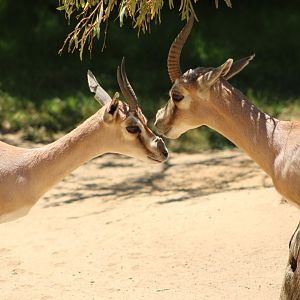 Speke’s Gazelles (Gazella spekei)