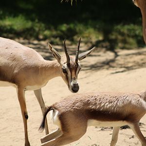 Speke’s Gazelle with Calf (Gazella spekei)