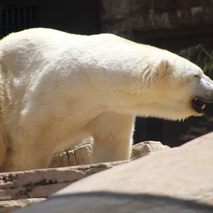 Polar Bear (Ursus maritimus)