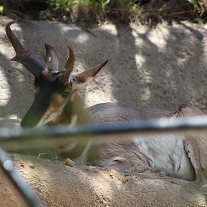 Pronghorn (Antilocapra americana ssp.)