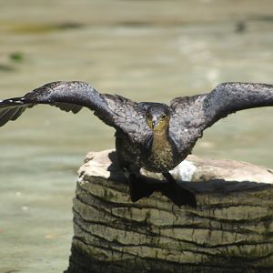 White-Breasted Cormorant (P. c. lucidus)