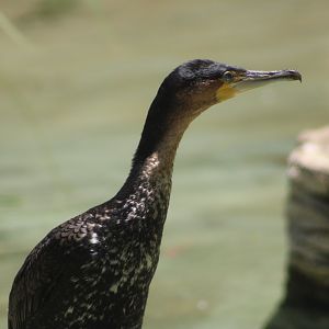 White-Breasted Cormorant (P. c. lucidus)