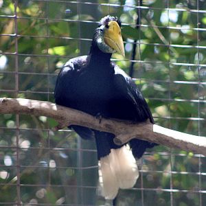 Wrinkled Hornbill (Rhabdotorrhinus corrugatus)