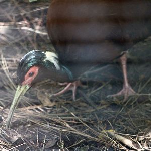 Madagascar Crested Ibis (Lophotibis cristata)