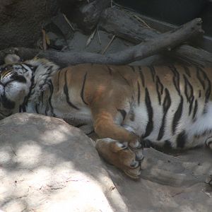Resting Malayan Tiger (P. t. tigris / “jacksoni”)