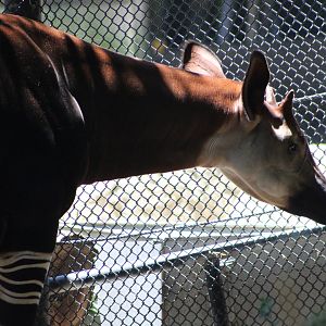 Okapi (Okapia johnstoni)