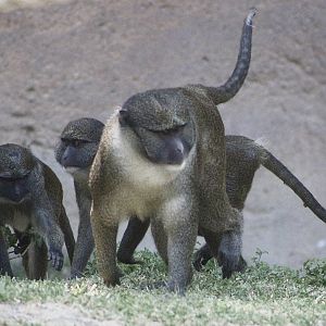 Allen’s Swamp Monkeys (Allenopithecus nigroviridis)
