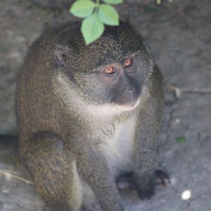 Allen’s Swamp Monkey (Allenopithecus nigroviridis)