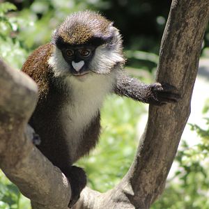 Schmidt’s Red-Tailed Guenon (Cercopithecus ascanius)