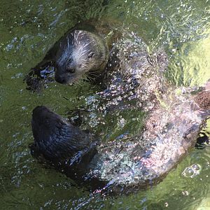 Spot-Necked Otters (Hydrictis maculicollis)