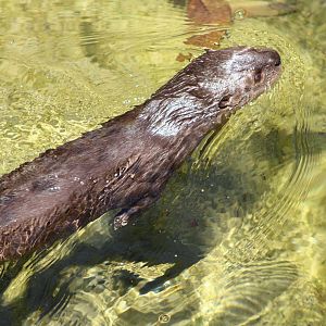 Spot-Necked Otter (Hydrictis maculicollis)
