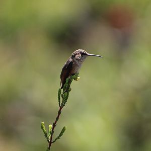 (Wild) Allen’s Hummingbird (Selasphorus sasin)