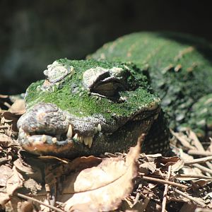 Dwarf Crocodile (Osteolaemus tetraspis ssp.)
