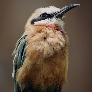 White-Fronted Bee-Eater (Merops bullockoides)