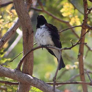 Amethyst Starling (Cinnyricinclus leucogaster)