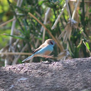 Red-Cheeked Cordon-Bleu (Uraeginthus bengalus)