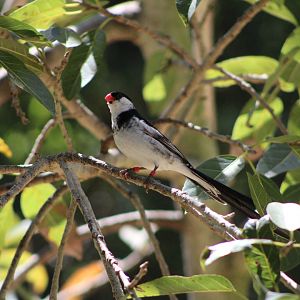 Pin-Tailed Whydah (Vidua macroura)