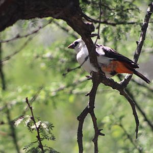 White-Headed Buffalo Weaver (D. d. dinemelli)