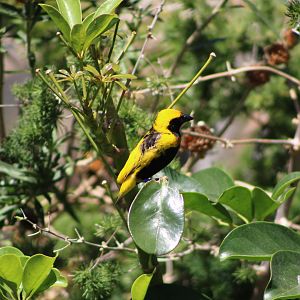 Yellow-Crowned Bishop (Euplectes afer)