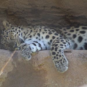 Resting Amur Leopard (P. p. orientalis)