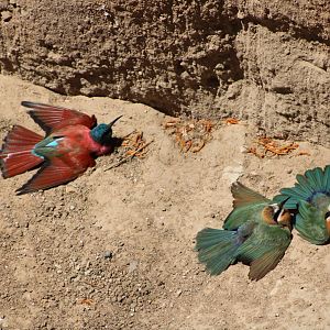 Sunbathing Bee-Eaters