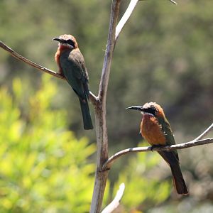 White-Fronted Bee-Eaters (Merops bullockoides)