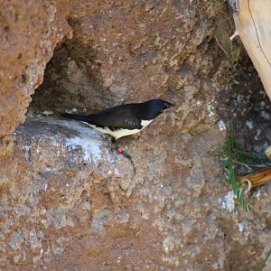 Magpie Mannikin (Spermestes fringilloides)