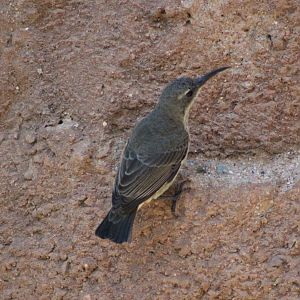 Splendid Sunbird (Cinnyris coccinigastrus)
