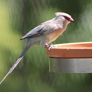 Blue-Naped Mousebird (Urocolius macrourus)