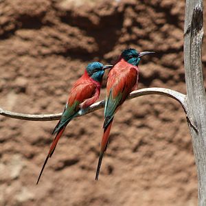 Northern Carmine Bee-Eaters (Merops nubicus)