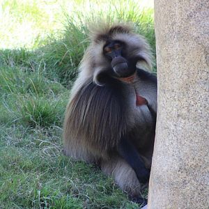 Gelada (Theropithecus gelada)