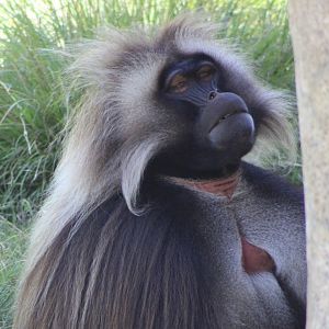 Gelada Closeup (T. gelada)