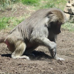 Hamadryas Baboon (Papio hamadryas)