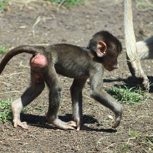 Juvenile Hamadryas Baboon (Papio hamadryas)
