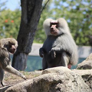 Hamadryas Baboons (Papio hamadryas)