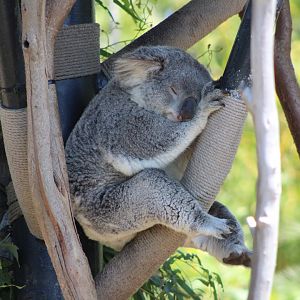 Queensland Koala (P. c. cinereus)